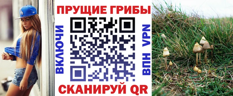 где купить наркоту Аргун Псилоцибиновые грибы мухоморы